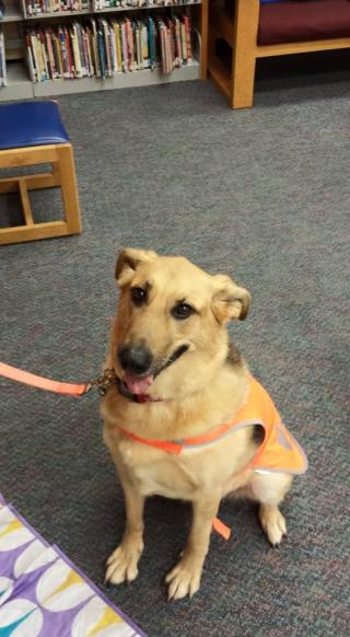 Picture of a shepard mix dog siting on a floor in a library.