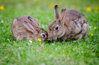 Two brown bunnies sitting on the grass.
